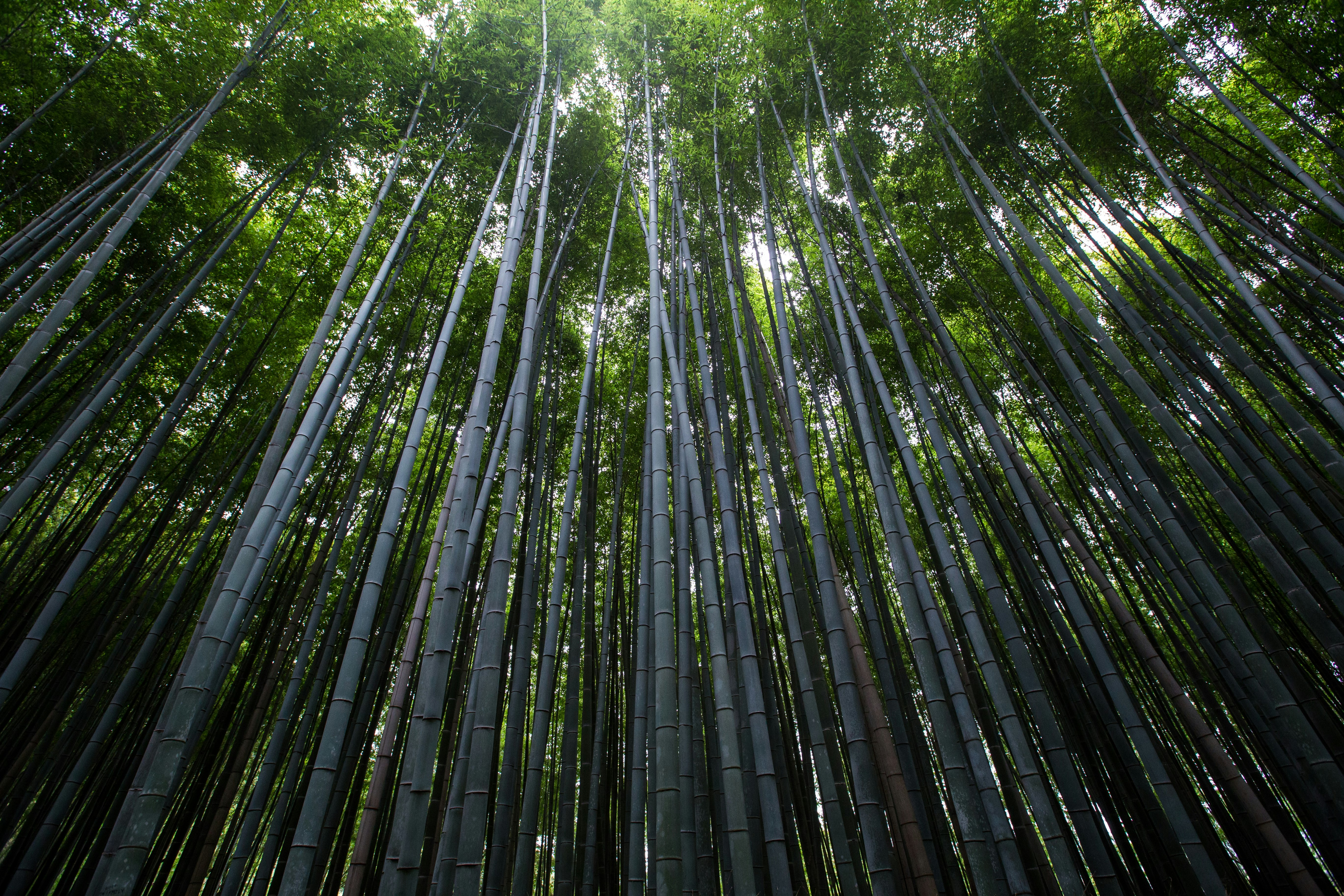 worms eye view of trees